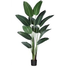 a potted plant with large green leaves in it's black vase on a white background