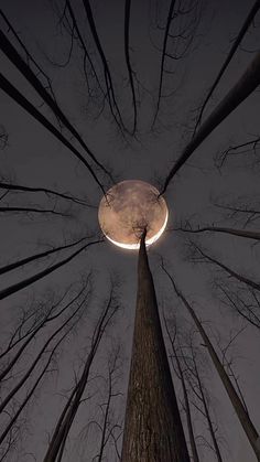 looking up at the moon through some trees in the forest with no leaves on them