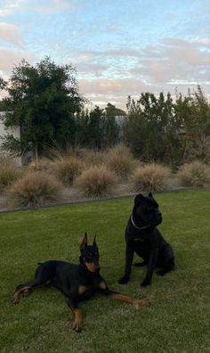 two black dogs laying on top of a lush green field