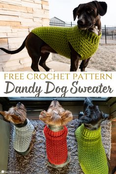 three dogs wearing sweaters with text overlay that says free crochet pattern dandy dog sweater