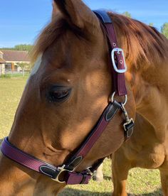 Détail de la bouclerie rose gold du licol en nylon doublé cuir pour poneys et chevaux Flags&Cup Nylon noir Cognac, Horses, Rose Gold, Animals, Gold