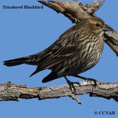 a bird sitting on top of a tree branch with blue sky in the back ground