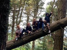 five people sitting on a tree branch in the woods