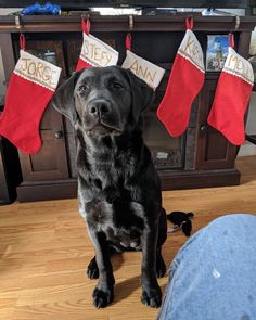 a black dog is sitting in front of christmas stockings