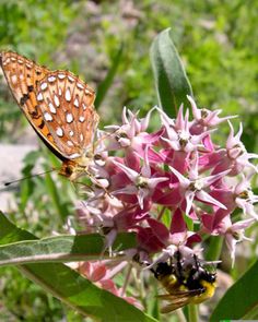 two butterflies sitting on top of a pink flower