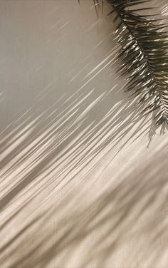 the shadow of a palm tree leaves on a white wall with light coming through it