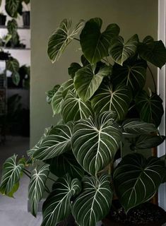 a houseplant is growing in a pot on the floor