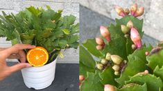 a person holding an orange slice next to a potted plant filled with leaves and flowers