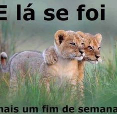 two young lions in tall grass with the caption'ela se foi '