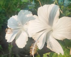 two white flowers with green leaves in the background