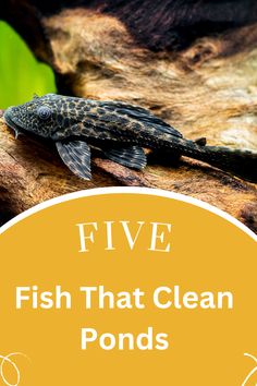 a fish that is sitting on top of a branch with the words five fish that clean pond