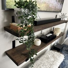 some shelves with plants and books on them