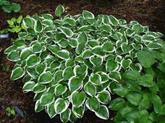 some green and white plants in the dirt