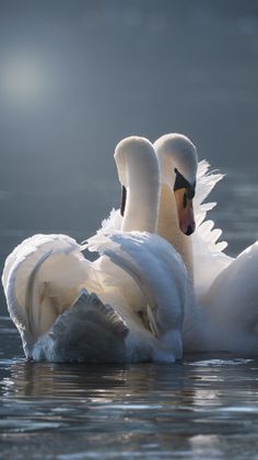 two white swans are swimming in the water with their necks wrapped around each other's necks