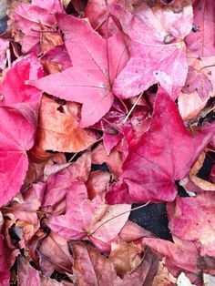 red and yellow leaves on the ground