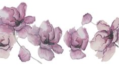 some pink flowers on a white background