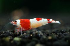 a red and white shrimp is in the water