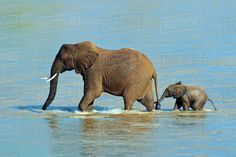 an adult elephant walking with a baby elephant in the water by itself on a sunny day