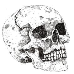 a black and white drawing of a skull with the lower jaw missing from it's left side