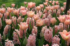 many pink flowers are blooming in the grass