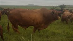 a herd of cattle standing on top of a lush green field