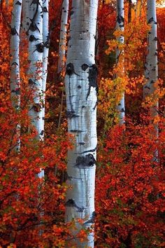 the trees are changing colors in the fall