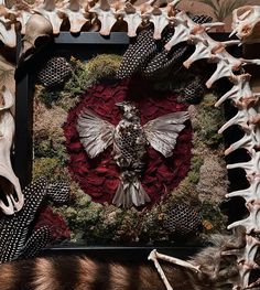 an arrangement of animal skulls, antelope and feathers in a frame with a bird on it