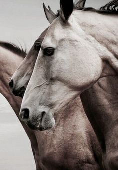 two white horses standing next to each other