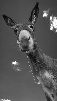 a black and white photo of a donkey looking at the camera with clouds in the background