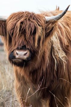 a brown cow with long horns standing in the middle of a dry grass covered field