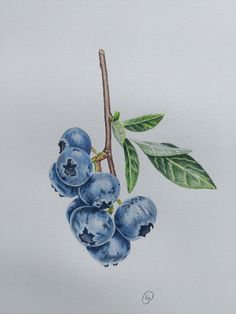 a painting of blueberries on a branch with leaves