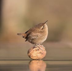 a small brown bird sitting on top of a piece of wood with its reflection in the water