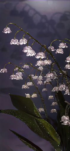 some white flowers are floating in the water