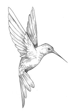 a drawing of a hummingbird flying in the air