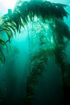 seaweed in the water with sunlight shining through it's branches and underwater view