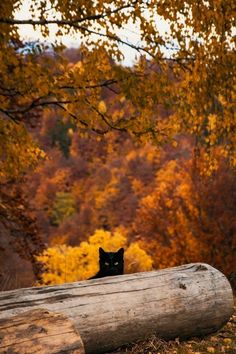 a black cat sitting on top of a fallen tree