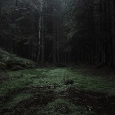 a dark forest filled with lots of green grass and tall trees in the middle of it