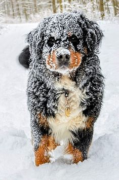 a dog that is standing in the snow