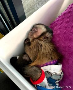 a baby monkey is curled up in a crib