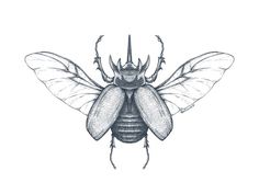 a black and white drawing of a bug