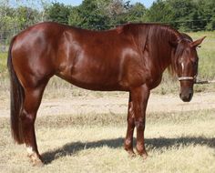 a brown horse standing on top of a dry grass field