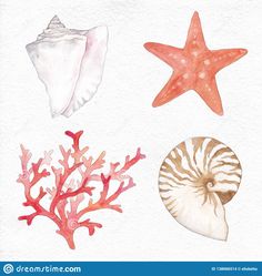 three seashells and starfish on white paper with watercolor pencil drawing style