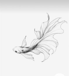 a black and white drawing of a fish