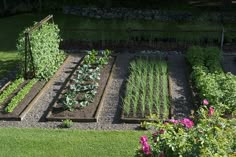 a garden filled with lots of different types of vegetables and plants growing in the ground