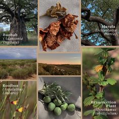 several different types of plants and trees with names in spanish on the bottom right hand corner