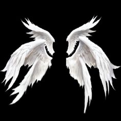 two white wings on a black background