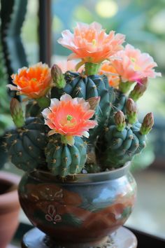 a potted cactus with orange and pink flowers