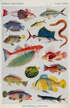 an illustration of colorful tropical fish from children's encyclopedia