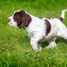 a small brown and white dog standing on top of a lush green grass covered field