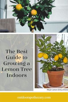 the best guide to growing a lemon tree indoors